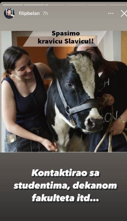 Studenti veterinarskog fakulteta želeli su da skupe 150.000 dinara kako bi otkupili kravu Slavicu.
