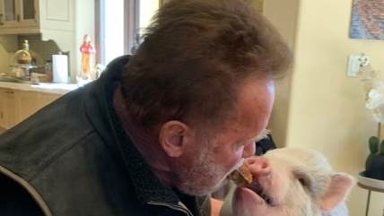 Arnold Švarceneger ljubi svinju